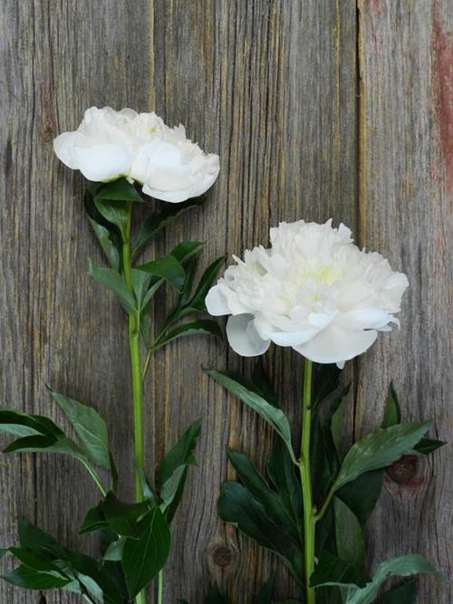 DUCHESSE  WHITE PEONIES